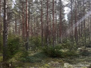 Metsäpalsta 6,17 ha, Liedossa